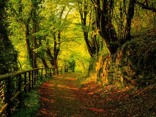 Autumn_Wallpaper_by_emats.jpg
